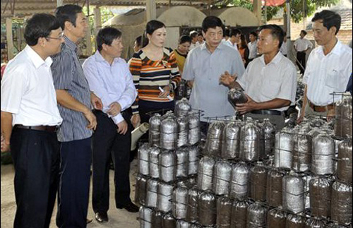 Xây dựng và phát triển thương hiệu Nấm Bắc Giang